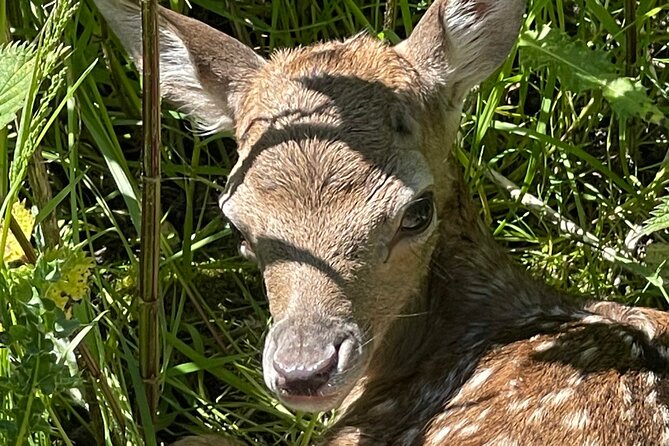 Private Deer Park Tour and Day Out in Leek - Walking the fields in search of red and fallow deer