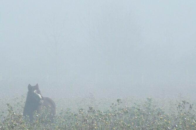 Private Miniature Horse Walking near Lincoln - Walking through the Lincolnshire countryside