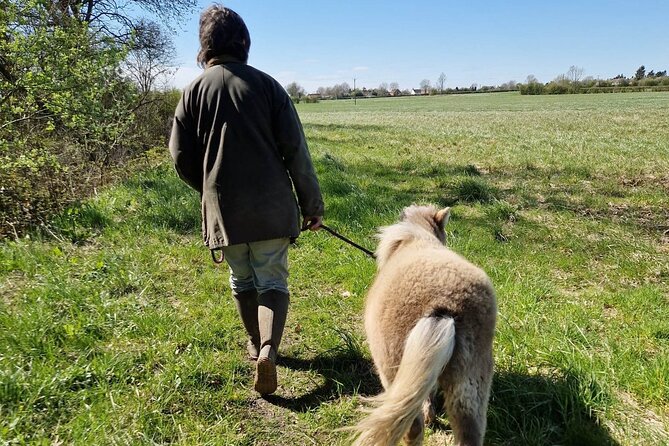 Private Miniature Horse Walking near Lincoln - A private hour that can change shape