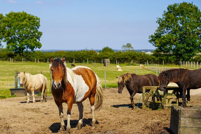 Private Miniature Horse Walking near Lincoln - Why families rate it so highly