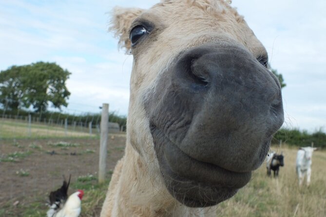 Private Miniature Horse Walking near Lincoln - Stella, Bessie, and the personal touch