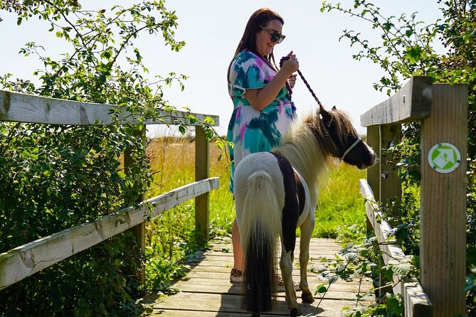 Private Miniature Horse Walking near Lincoln - Grooming before you start walking