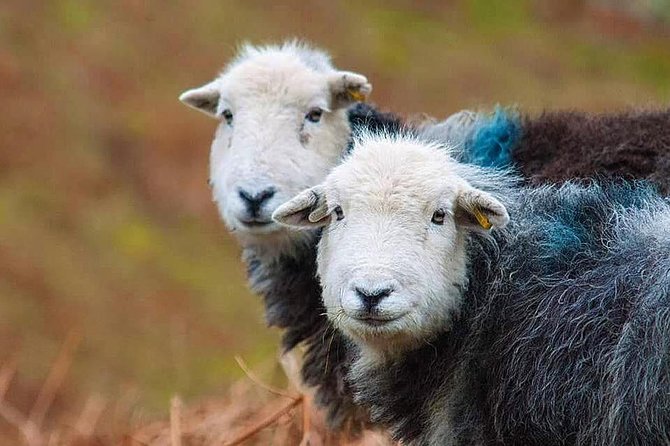 Private Tour: The Lake District from Liverpool - Key points to know before you book