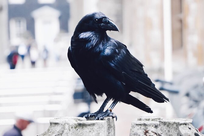Private Tour: Tower of London and St Paul's Cathedral - Inside the Tower, from queens to ravens