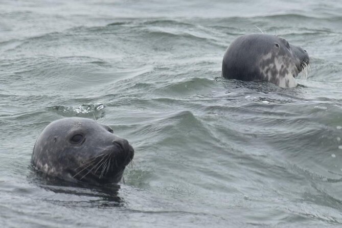 Scroby Sands Seal Watching - Who will enjoy this boat trip most?