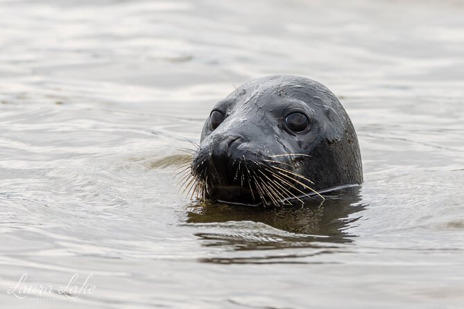 Scroby Sands Seal Watching - How this compares with a standard sightseeing cruise