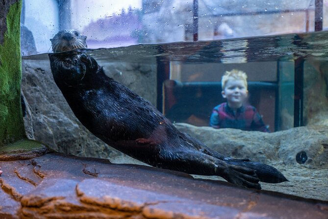 SEA LIFE Birmingham Admission Ticket - Key things to know before you go