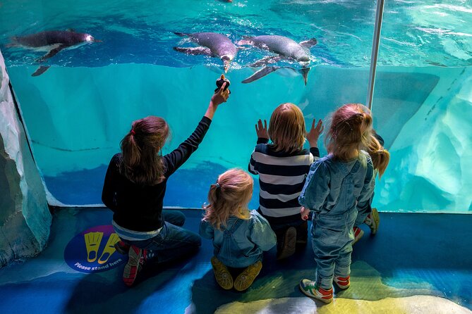 SEA LIFE Birmingham Admission Ticket - Gentoo penguins bring the noise and character