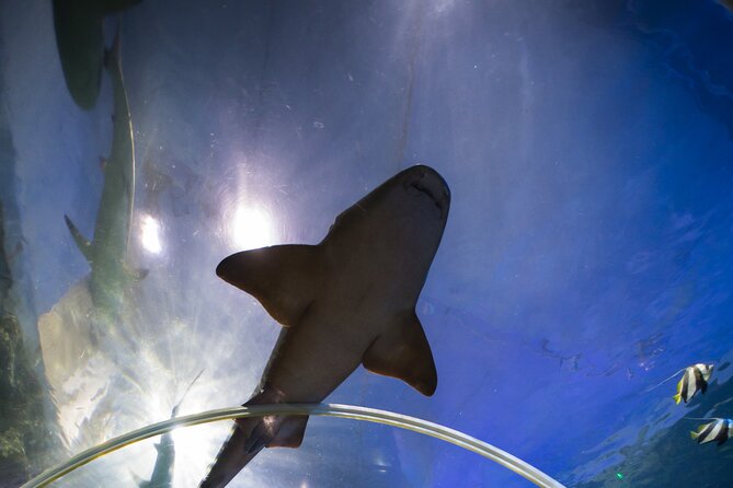 SEA LIFE Birmingham Admission Ticket - A realistic one-hour or two-hour visit