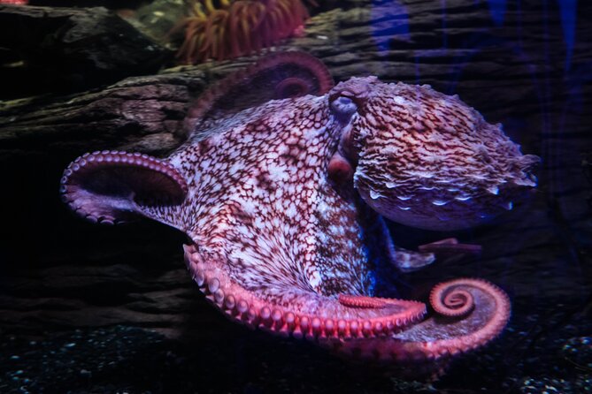 SEA LIFE Birmingham Admission Ticket - Why the atmosphere may feel dated