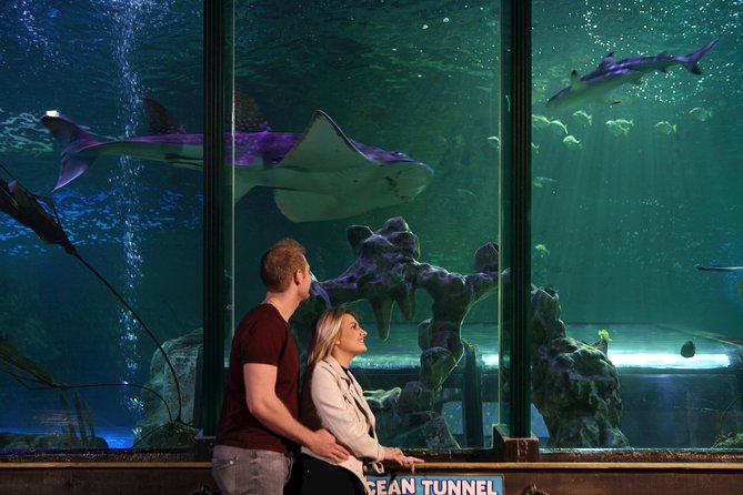SEA LIFE Blackpool Admission Ticket - A Rainforest Walk with Reptiles and Frogs