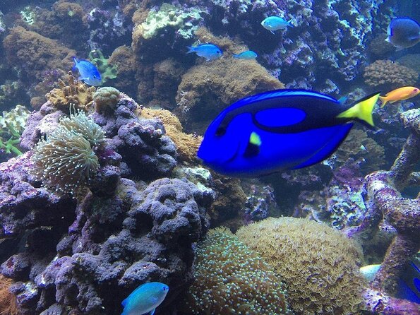 SEA LIFE Brighton Admission Ticket - Key points to know before you go