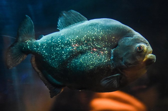 SEA LIFE Brighton Admission Ticket - Why SEA LIFE Brighton works well for a short visit