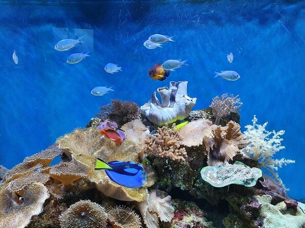 SEA LIFE Great Yarmouth General Admission - Key points to know before you go