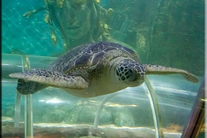 SEA LIFE Great Yarmouth General Admission - The Interactive Rockpool Experience