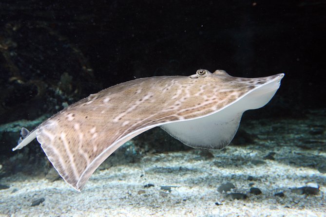 SEA LIFE Great Yarmouth General Admission - Talks, feeds, events, and the quiz trail