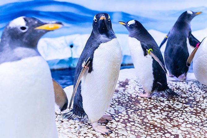 SEA LIFE London Aquarium Admission Ticket - The real issue is crowding, heat, and timing