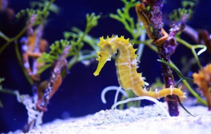 SEA LIFE London Aquarium Admission Ticket - The Pacific Zone delivers the biggest thrill