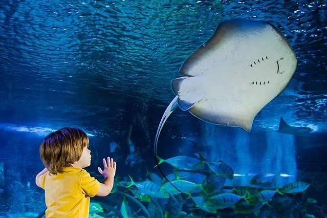 SEA LIFE Manchester Admission Ticket - Key things to know before you go