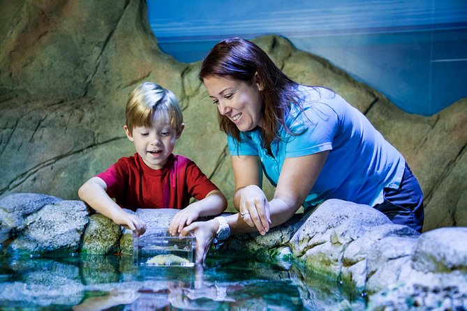 SEA LIFE Manchester Admission Ticket - Moon jellyfish and a tank that changes color