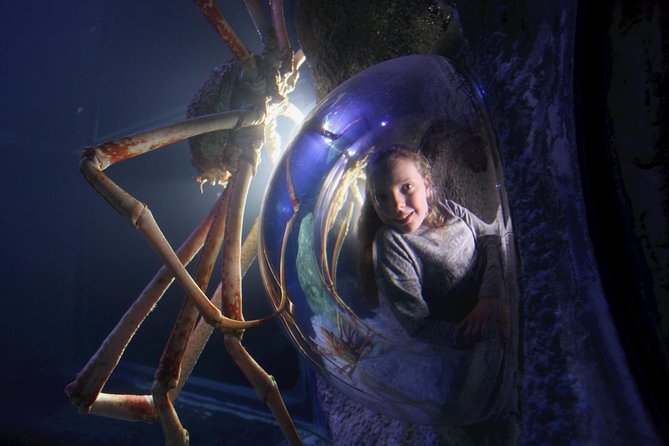 SEA LIFE Manchester Admission Ticket - Octopus Prime and the first shark encounter