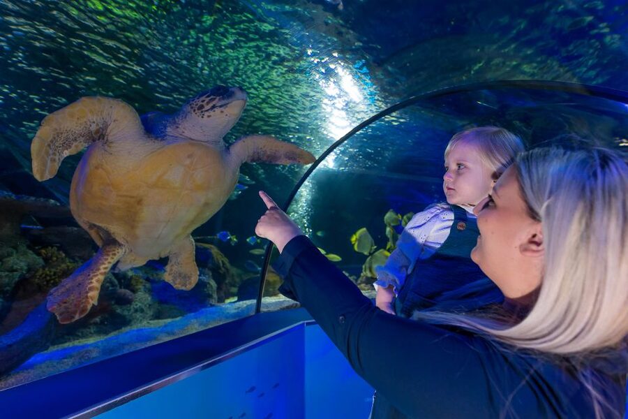 Sea Life Scarborough - Starting at North Bay and planning your visit