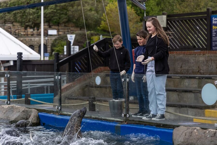 Sea Life Scarborough - Penguin Island brings you close to Humboldt penguins