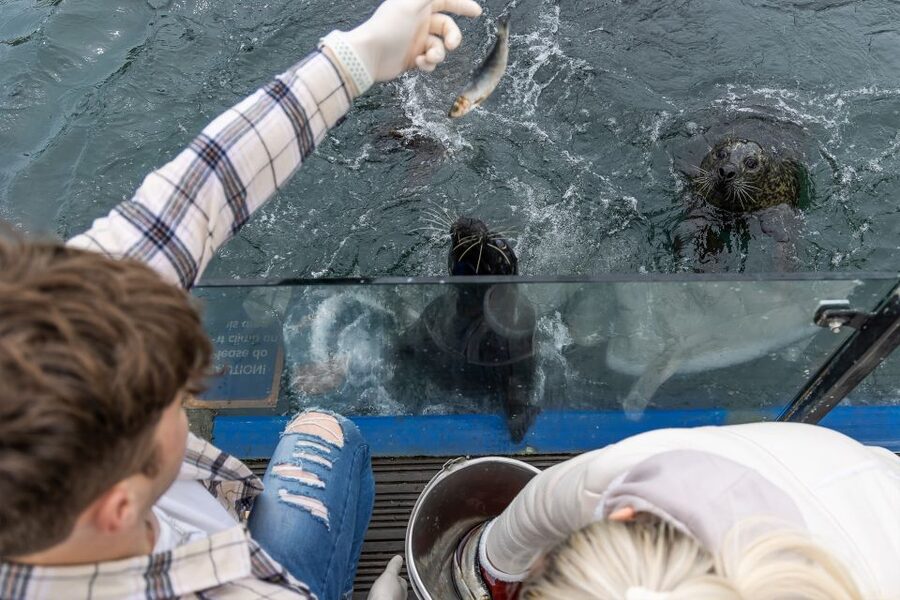 Sea Life Scarborough - Sharks, seahorses, and smaller displays reward slow looking