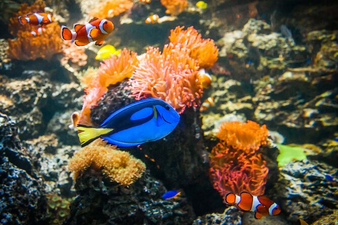 SEA LIFE Weymouth Admission Ticket - Is $19.34 a fair price?