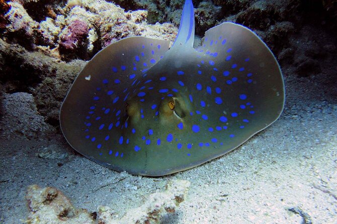 SEA LIFE Weymouth Admission Ticket - Timing your visit without rushing