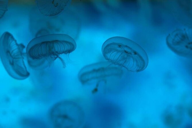 SEA LIFE Weymouth Admission Ticket - Access and who will enjoy it most