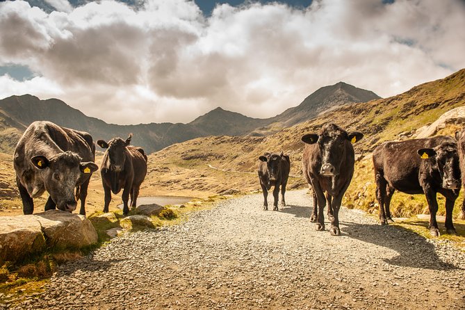 Snowdonia & Chester Day Tour from Manchester Including Admission - Betws-y-Coed, the short village stop