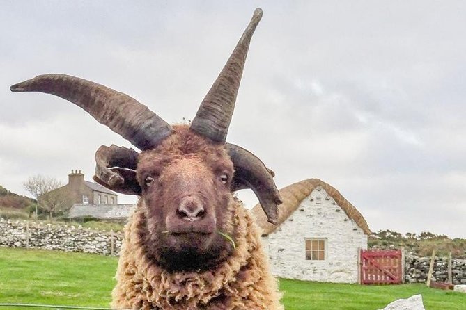 Steam Trains and Castles with qualified Isle of Man Tour Guide - Cregneash Folk Village and Manx animals