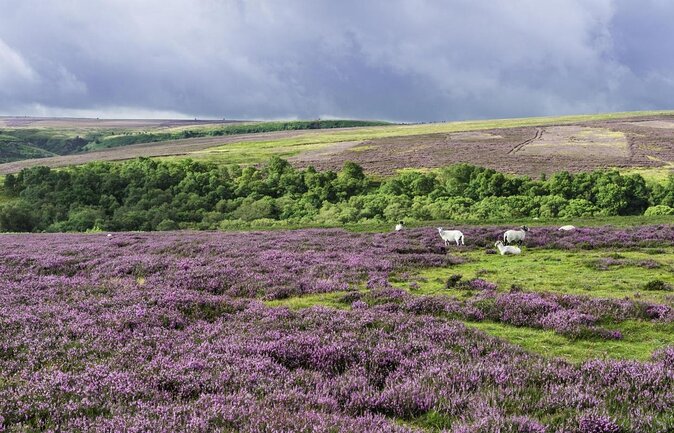 Steam Trains, Whitby, and the North York Moors Full-Day Tour from York - Two hours in Whitby: seafood, Dracula, and sea views
