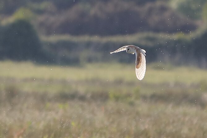 Sussex Birdwatching Private Guided Day Tour - Key points to know before you book