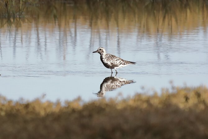 Sussex Birdwatching Private Guided Day Tour - Burpham downland and birds of prey