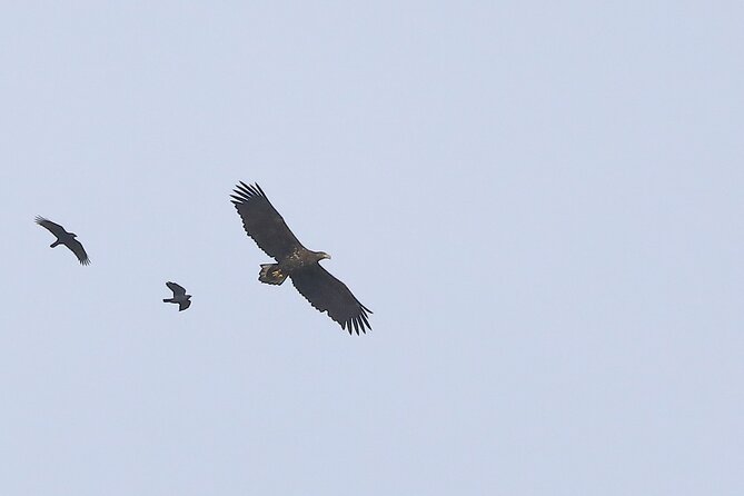 Sussex Birdwatching Private Guided Day Tour - The guides make the difference