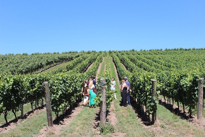 Sussex Vineyard & Winery Bus Tour on Iconic Vintage London Bus - Who will enjoy this day most?