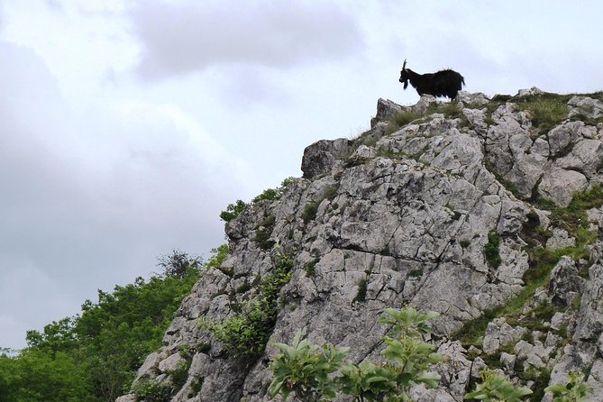 Wells, Cheddar Cheese and Cheddar Gorge - Private Day Trip from Bath - What the Private Price Really Buys You